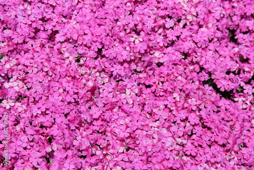Close-up image of a vine with pink flowers © MACANA