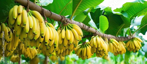 Banana plantations produce large quantities of yellow mature bananas for global distribution With copyspace for text