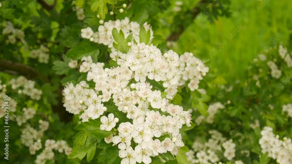 Blooming hawthorn in the garden. Blooming hawthorn in the garden.