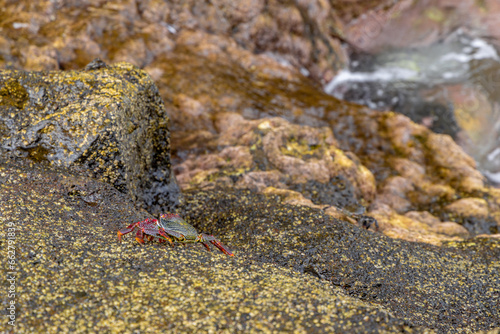 Crabs on the ocean shore  seafood delicacies of the Canary Islands