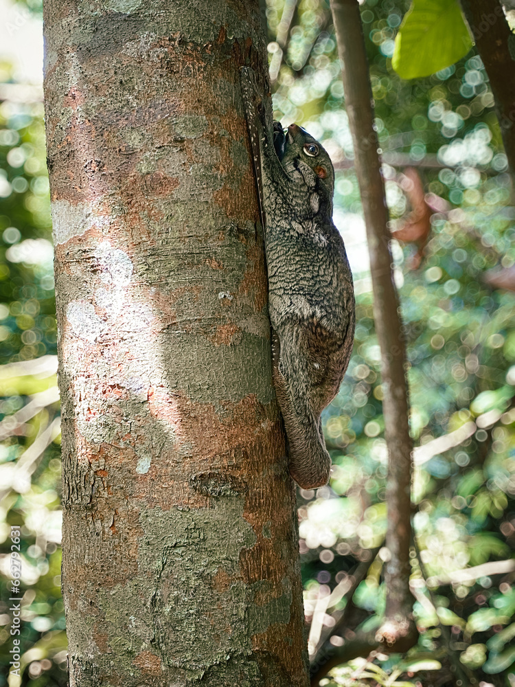 A Sunda or Malayan Colugo, Malayan Flying Lemur, clinging onto a tree trunk in a nature park. It is found in Southeast Asia — Indonesia, Thailand, Malaysia, and Singapore. Photographed in macritchie A Sunda or Malayan Colugo, Malayan Flying Lemur, clinging onto a tree trunk in a nature park. It is found in Southeast Asia — Indonesia, Thailand, Malaysia, and Singapore. Photographed in macritchie