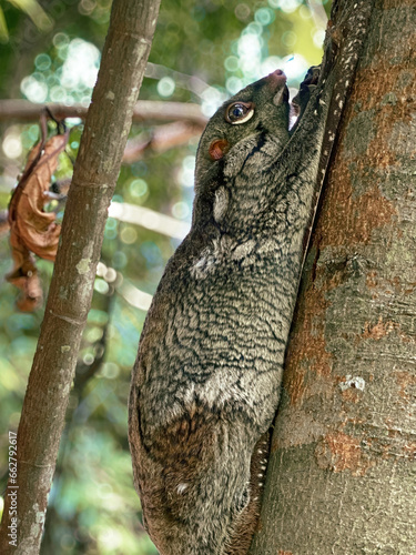 A Sunda or Malayan Colugo, Malayan Flying Lemur, clinging onto a tree trunk in a nature park. It is found in Southeast Asia — Indonesia, Thailand, Malaysia, and Singapore. Photographed in macritchie photo