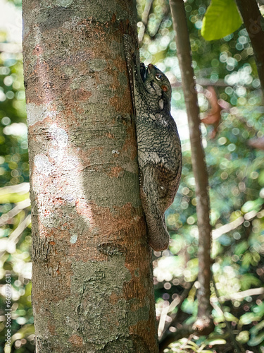 A Sunda or Malayan Colugo, Malayan Flying Lemur, clinging onto a tree trunk in a nature park. It is found in Southeast Asia — Indonesia, Thailand, Malaysia, and Singapore. Photographed in macritchie