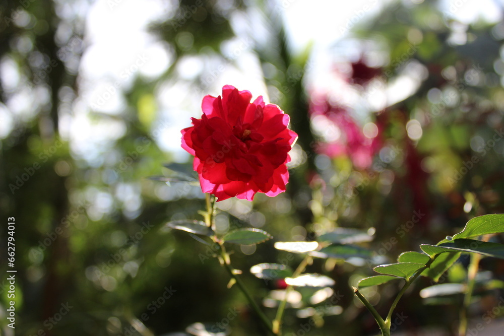 Red Rose Bokeh