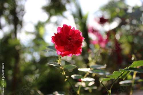 Red Rose Bokeh