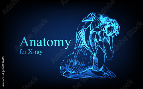 Human anatomy in front on x ray view. Anatomy human body connection, Medical, educational or science banner on futuristic blue background, Vector hand drawn illustration