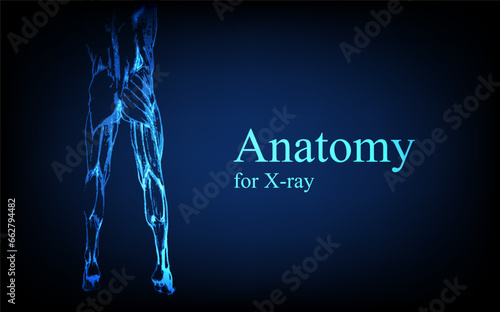 Human anatomy in front on x ray view. Anatomy human body connection, Medical, educational or science banner on futuristic blue background, Vector hand drawn illustration