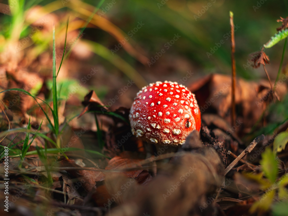 Amanita muscari psychoactive toadstool Fly agaric red-headed hallucinogenic toxic mushroom with white dots in autumn forest. Mushroomcore viral trend. Mushroom-picking season poisonous dangerous toxin Amanita muscari psychoactive toadstool Fly agaric red-headed hallucinogenic toxic mushroom with white dots in autumn forest. Mushroomcore viral trend. Mushroom-picking season poisonous dangerous toxin