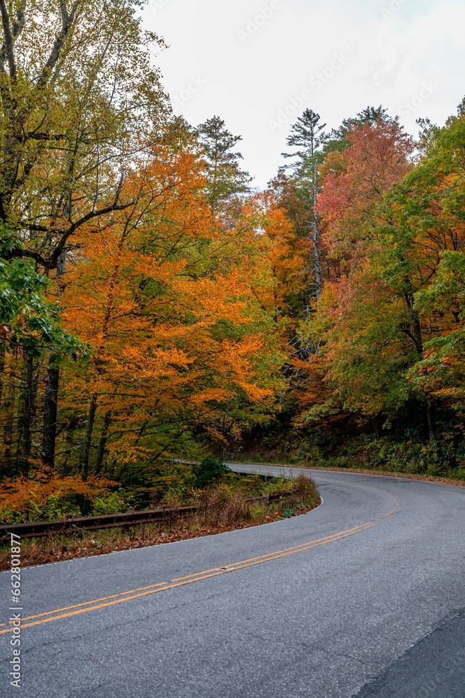 autumn road