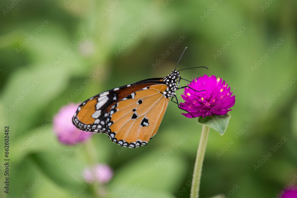 Yellow with black Butterfly on Violet Flowers with Blurred Green Background Yellow with black Butterfly on Violet Flowers with Blurred Green Background