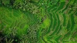 Tegallalang rice terraces swathes on hill slope, top-down aerial view. Green paddies on steep slopes. Tourist attraction on Bali island Indonesia.