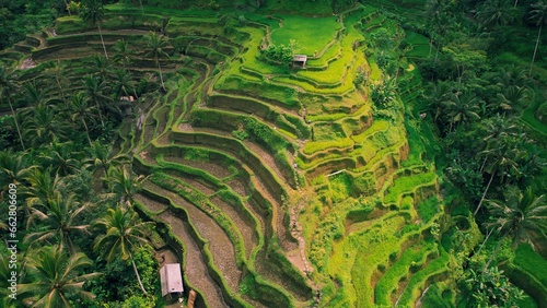 Rice terraces green field Tegallalang Bali Island Indonesia
