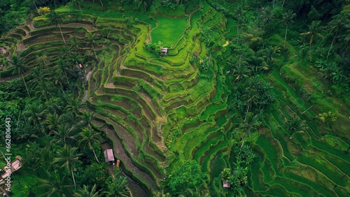 Tegallalang rice terraces. Tropical landscape palm tree forest jungle on Bali Island Indonesia.