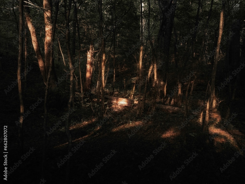 sun shines through trees in the dark woods in the uk sun shines through trees in the dark woods in the uk