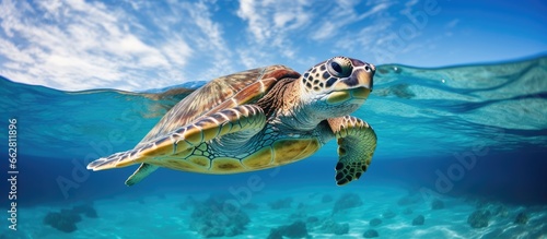 Endangered coral reef species Cute sea turtle swimming in tropical waters With copyspace for text