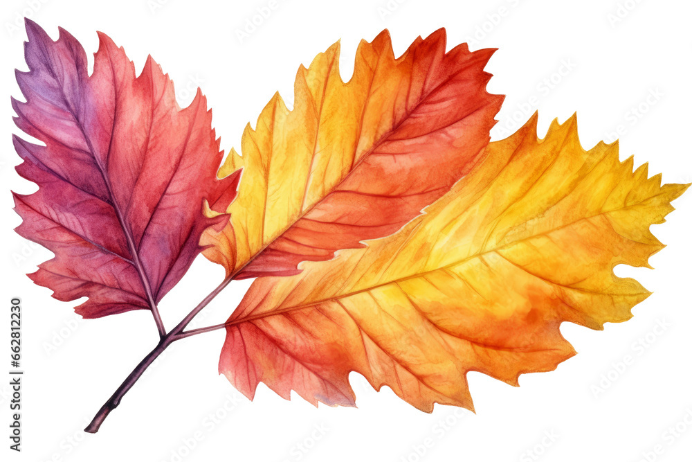 Fototapeta premium Watercolor Tropical colorful autumn dry leaves elements isolated on transparent background, welcome bouquets greeting or wedding card invitation, decoration and mock up.