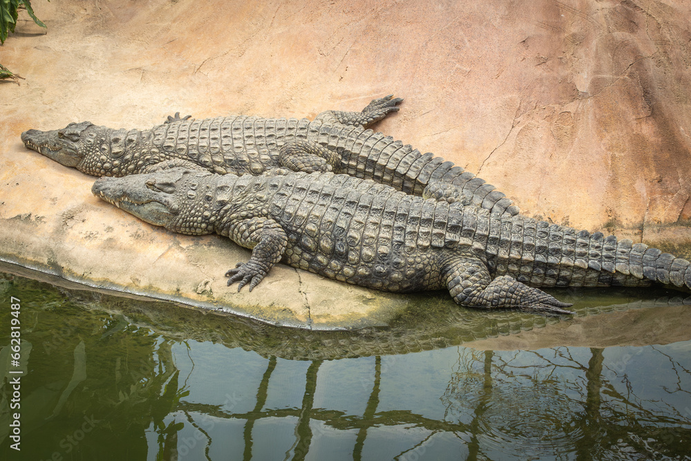 portrait d'un crocodile, en gros plan portrait d'un crocodile, en gros plan