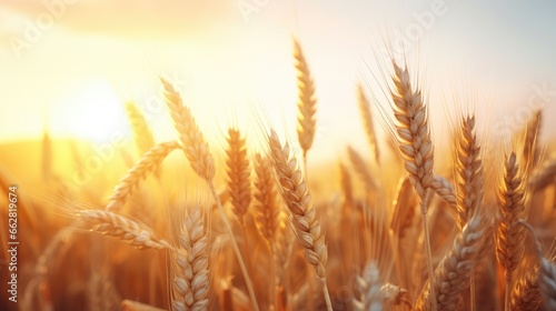 Beautiful agriculture sunset landscape. Ears of golden wheat close up. Rural scene under sunlight. Summer background of ripening ears of landscape. Growth nature harvest. Wheat field natural product