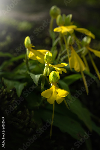 Yellow Habenaria rhodocheila (Orchidaceae) in Pang Sida waterfall at Pangsida national park.  Sakaeo province  Thailand. photo