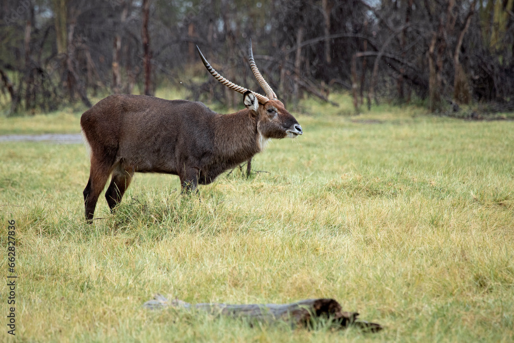 ,Common Waterbuck near n salt lake in East Africa on a rainy day in the African savanna with the last light of the day ,Common Waterbuck near n salt lake in East Africa on a rainy day in the African savanna with the last light of the day