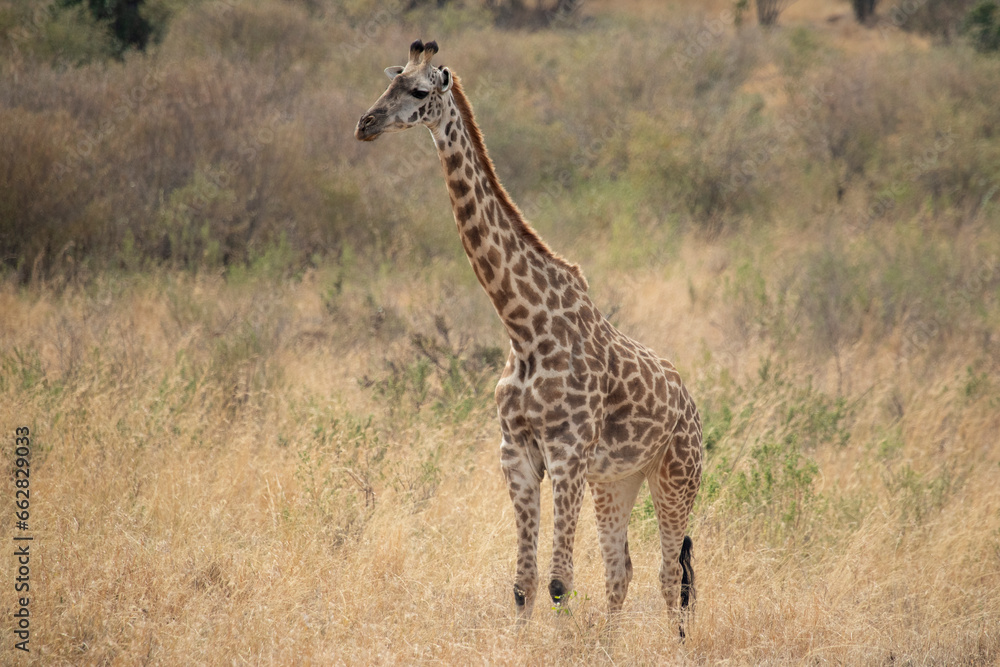 Giraffe in the African savanna on a sunny summer day at first light