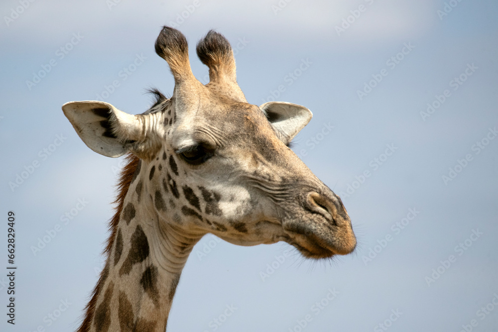 Giraffe in the African savanna on a sunny summer day at first light Giraffe in the African savanna on a sunny summer day at first light