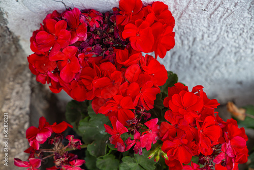 Red fluffy homemade flowers close up in the garden