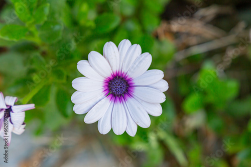 Beautiful white daisy close-up in the garden