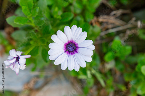 Beautiful white daisy close-up in the garden