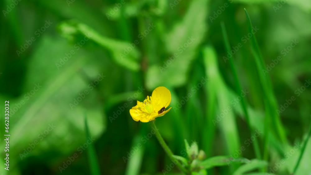 Closeup shot of an insect on the petal of a small yellow flower in the grass Closeup shot of an insect on the petal of a small yellow flower in the grass