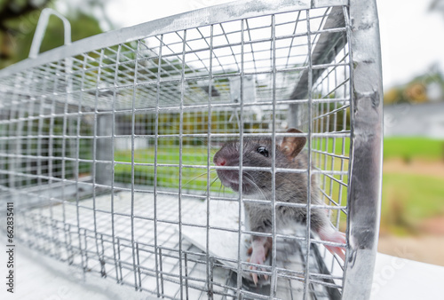 Young Norway rat in live animal trap, humanely captured and removed from a Massachusetts home.