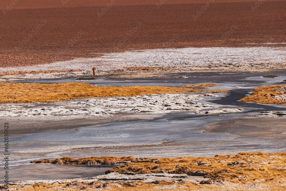 salt flats and vicuñas in the atacama desert salt flats and vicuñas in the atacama desert