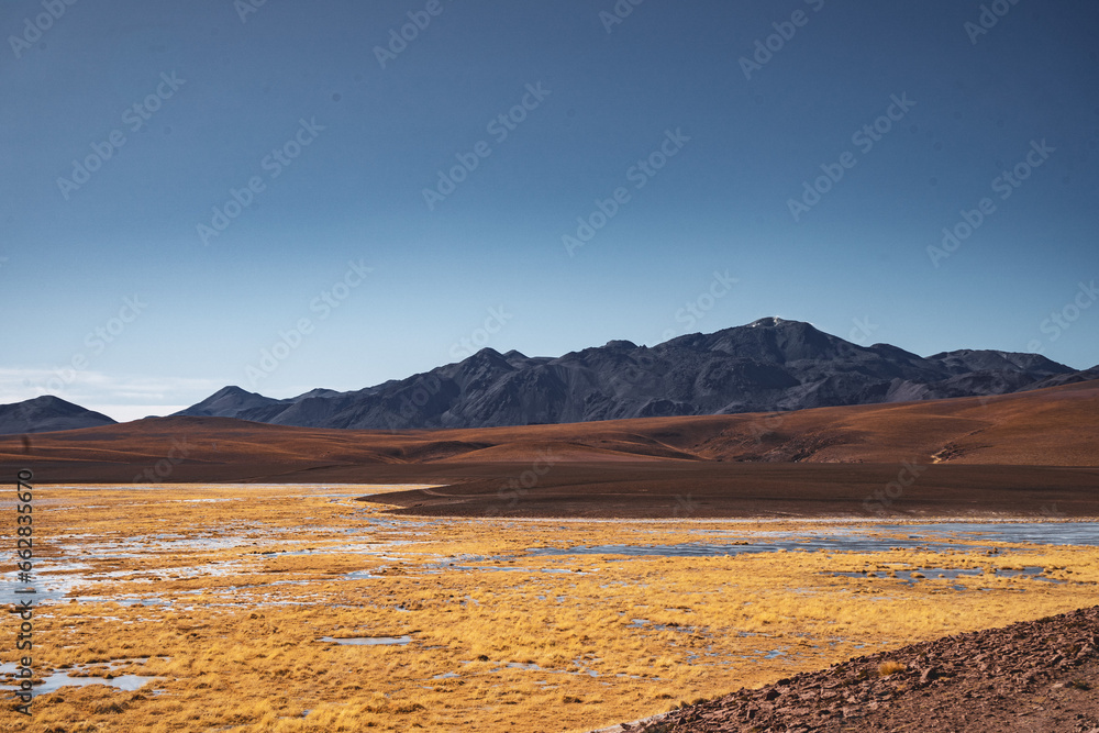 landscape with bushes and mountains in the atacama desert in chile 