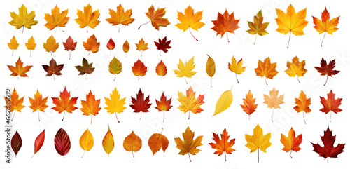 Collection set of autumn leaves isolated on transparent background.