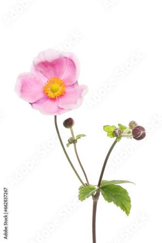 Anemone flower and foliage