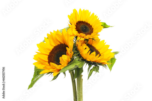 Three sunflower arrangement