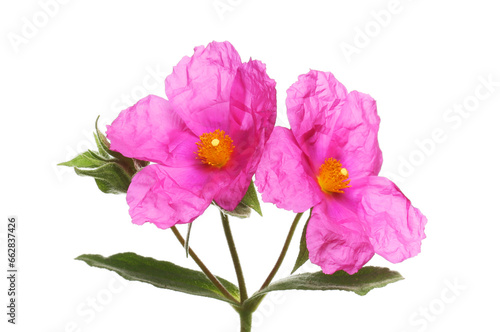 Two magenta cistus flowers