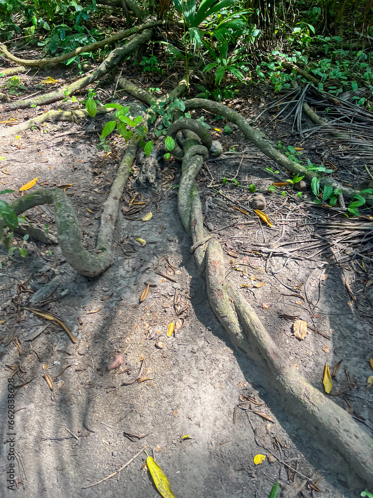 Raiz de arbol en el Parque Nacional Natural Tayrona, Santa Marta, Colombia Raiz de arbol en el Parque Nacional Natural Tayrona, Santa Marta, Colombia