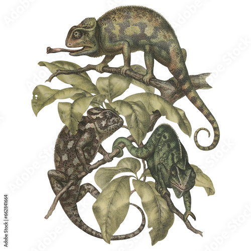 Chameleon Retro Scientific Illustration Botanical Fauna And Flora Reptile Art