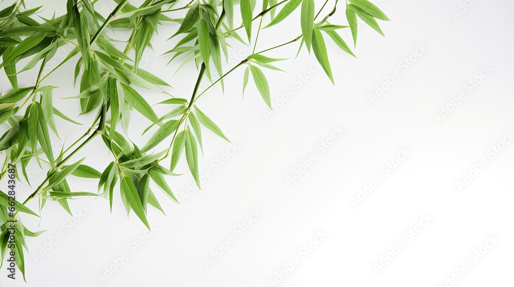 Obraz premium Green Bamboo Leaf on White Background
