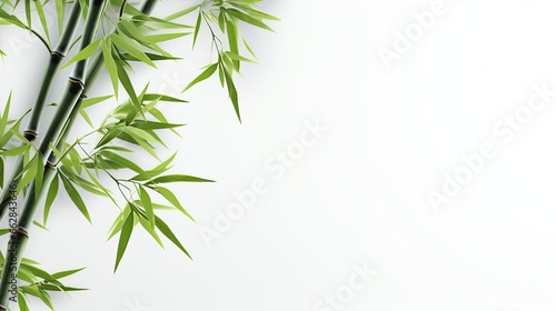Green Bamboo Leaf on White Background © Fadil