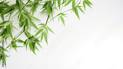 Green Bamboo Leaf on White Background