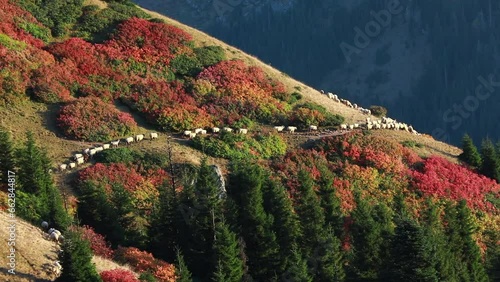 Autumn and flock of sheep in the mountains