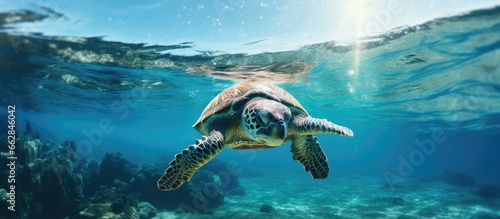 Approaching camera a sea turtle swims With copyspace for text © 2rogan