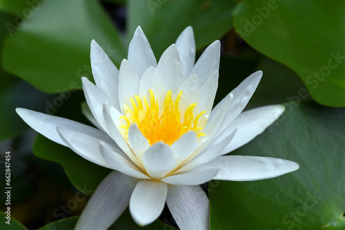 White lotus flowers contrast with green leaves. Natural flower and plant background concept