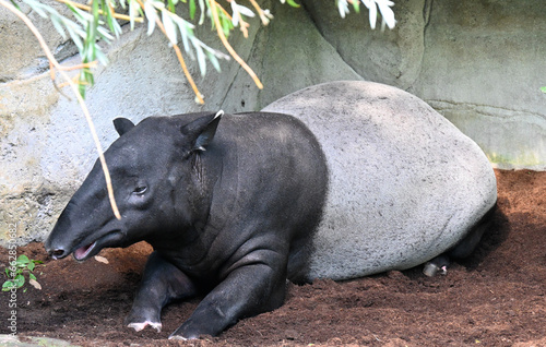 Photography A Malayan Tapir resting