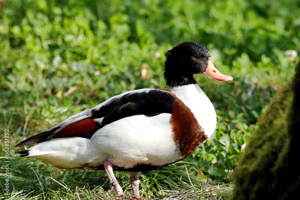 canard canard
