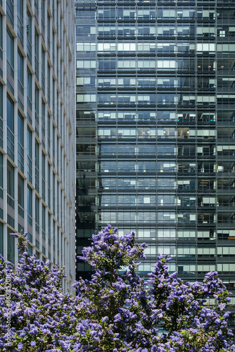 Photography Tall skyscrapers and luxury office building surrounded by lilac plants in San Fr