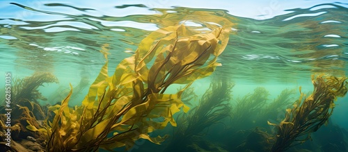 Macrocystis pyrifera known as giant kelp has rapid growth and can surpass 80 feet in height along California s rugged coast With copyspace for text