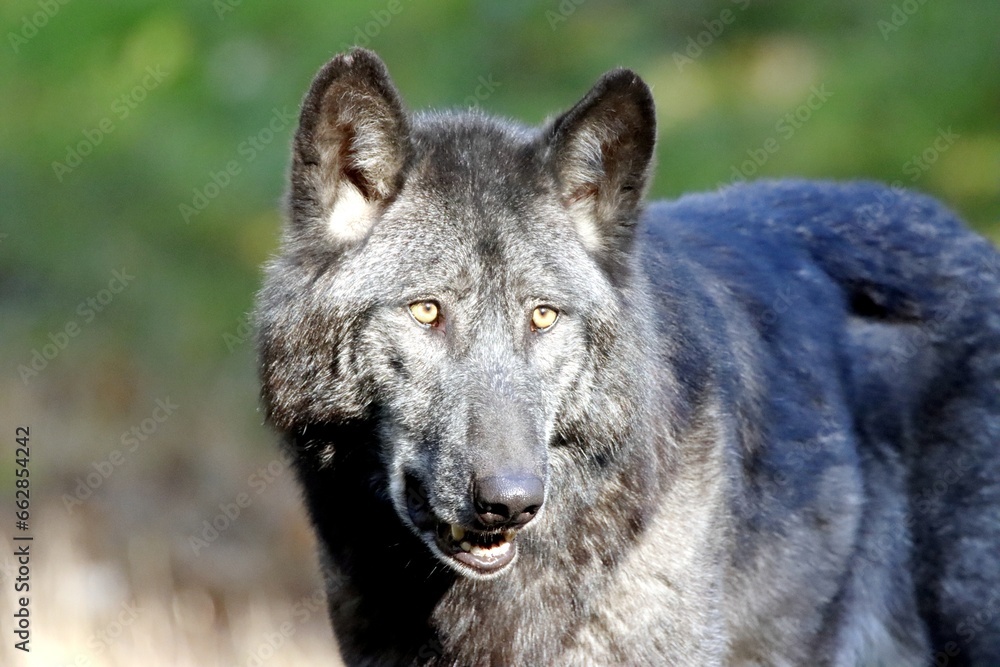 Fototapeta premium loup